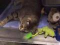 Loud Purring Kitty