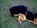 Pig/Dog Love Pig/Dog Love