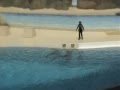 videos de GARDALAND '08: I DELFINI, AFFASCINANTI E STRAORDINARI !