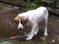 Der Kampf mit dem Gartenschlauch