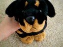 Webkinz Adventures Contest 1!!!!