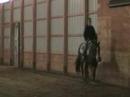 Late Night Impulse - 03 AQHA Gelding