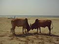 bullfighting Goa Morjim