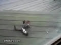 Pelea de ardillas