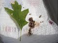 Polyphemus caterpillars hatching