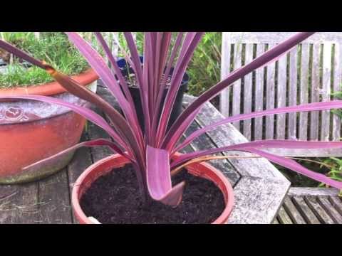 how to transplant cordyline