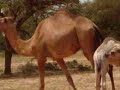 Soomar meesha
