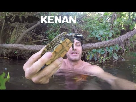 YouTube reptile video
