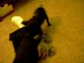 videos de Neni Playin Fetch