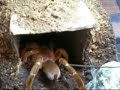 King Baboon tarantula #2 King Baboon tarantula #2