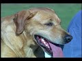At the Line: Proper Nutrition for Your Dog