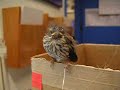Baby Bird