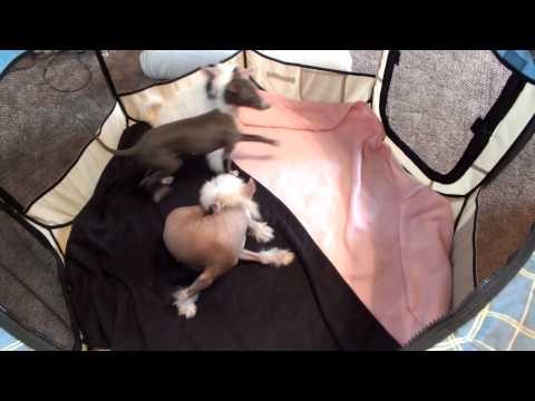 Video 1 of available puppy