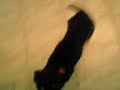 Cachorra Risadinha Cachorra Risadinha