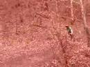 leckhampton hill quarry jump funny crash