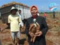 videos de Marwah Daud Ibrahim_Panen Singkong di Pati, Jawa Tengah