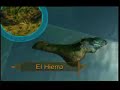 canarias