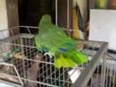 birds day (Kuhala) birds day (Kuhala)
