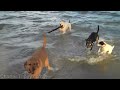 Cute Puppy At The Beach