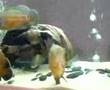 Mambo-the-Fire-Eel