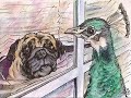 Pet Video Contest #4