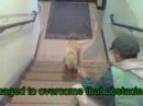 *ADOPTED*  Samantha A162646 Humane Society Adopt