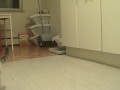 Ok, so my cat Arcee is pretty smart