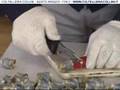 videos de Rockstead - Kou - Coltelleria Collini