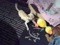 The two puppies at full play