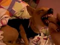 my physcho dog :]