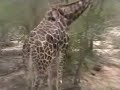 Geriatric Giraffe; S African Safari at Kruger Park, 11-2005