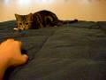 videos de Dogbook Movie: I&Acirc;&acute;m a tiger