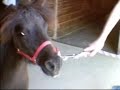 miniature horse poki