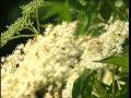 Holunder/focus Gesundheit