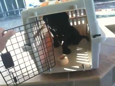 Teach young puppy to enter crate