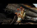 Insect