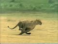 lion-vs-tiger-animal-faceoff.html