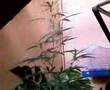 Plantaciones 1