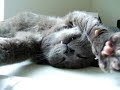 Sexy-Cat-Smokey