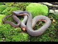 Korkun� Y?lanlar, snake,anakonda