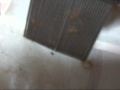 �Υ� ����� ��������� flea comb:YouTube������=964��