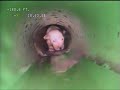 Puppy rescue