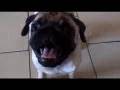 Pug video