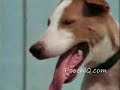 Funny smart dog commercial Funny smart dog commercial