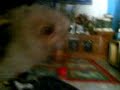 Click here to watch this video [FRIV] FTTF semi hunting part2.3GP