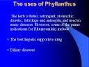 Phyllanthus niruri Benefits