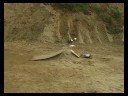 Buggy VS buggy stunt