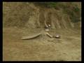 Buggy VS buggy stunt