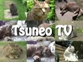 ツネオvsピッピ♪ tsuneo vs pippi