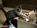 ツネオvsピッピ♪ tsuneo vs pippi